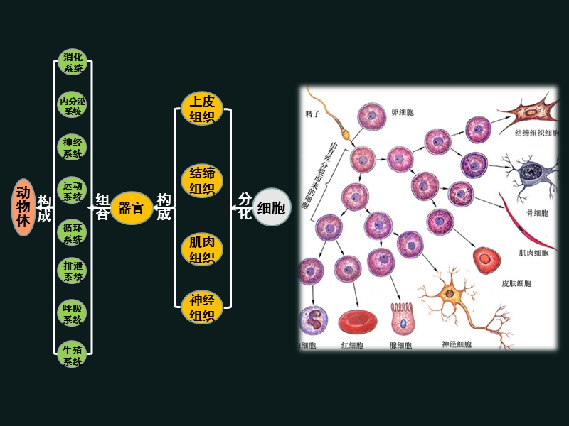 沪科版高中生命科学第二册74细胞分化和植物细胞的全能性课件3